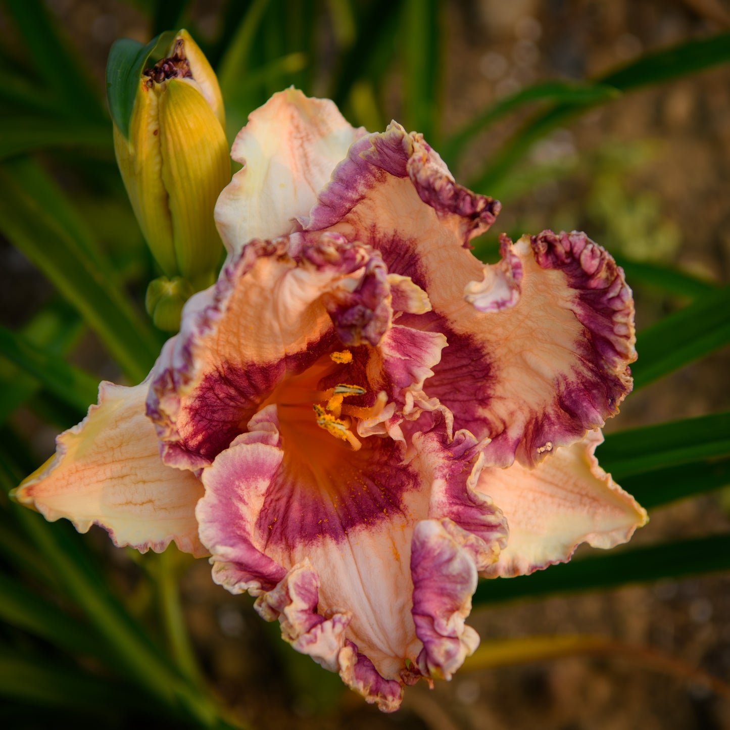 Hemerocallis 'Hanalei Bay' (Daylily)