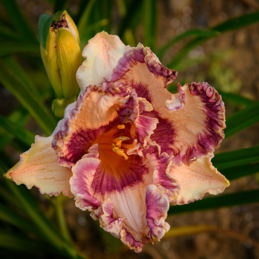 Hemerocallis 'Hanalei Bay' (Daylily)