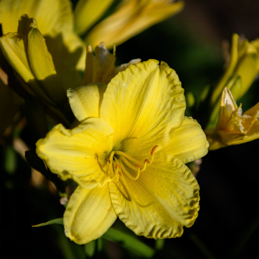 Close-up of a yellow flower with a blurred background