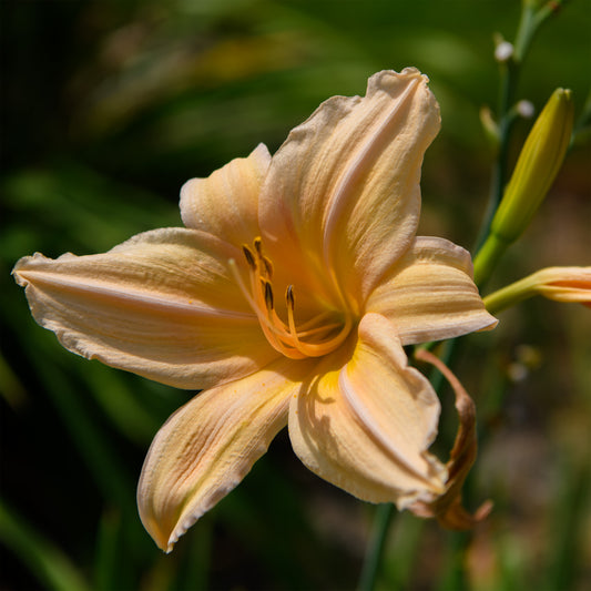 Hemerocallis 'Kathy Goodrich'