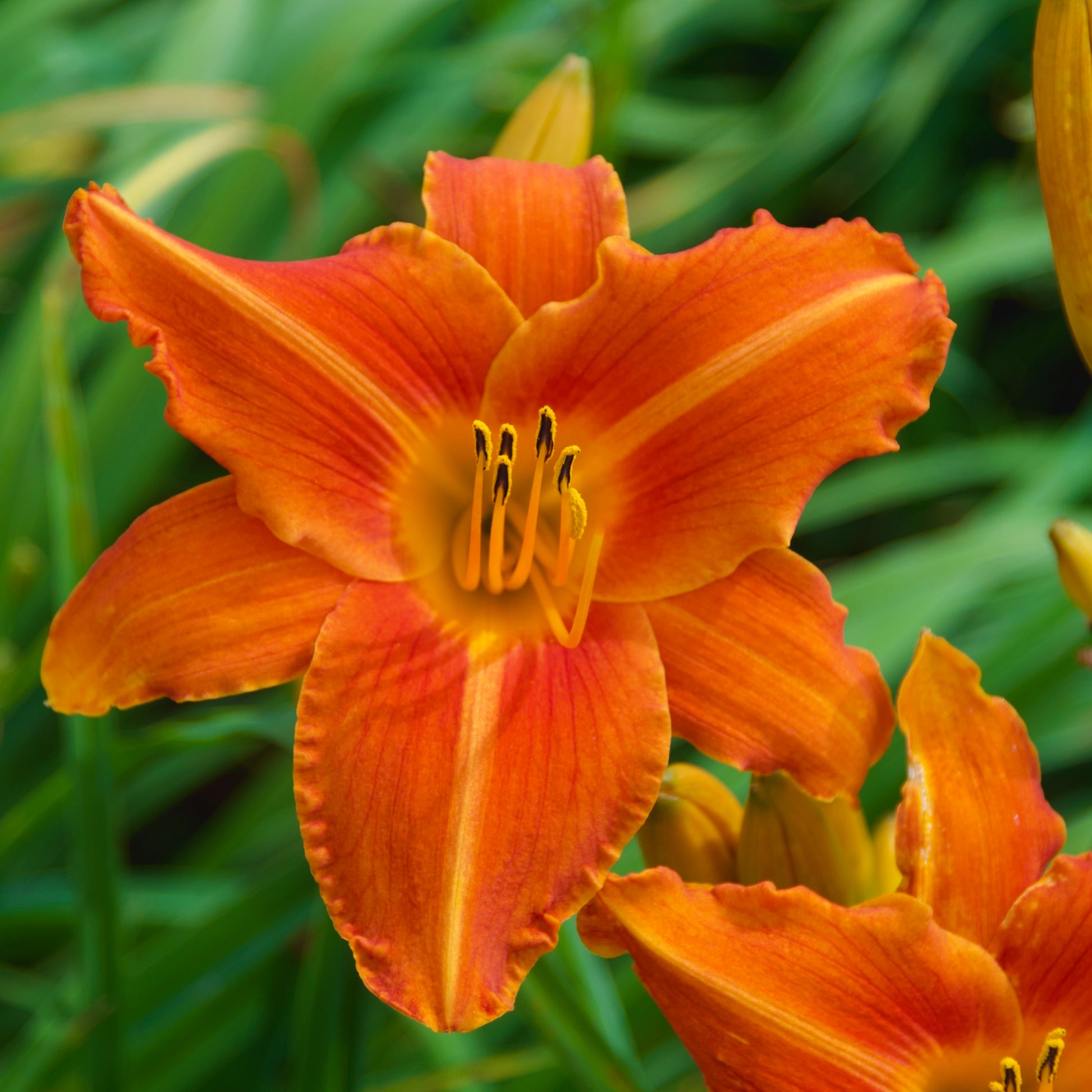 day lily flower Hemerocallis 'Lady Lucille' (Daylily)