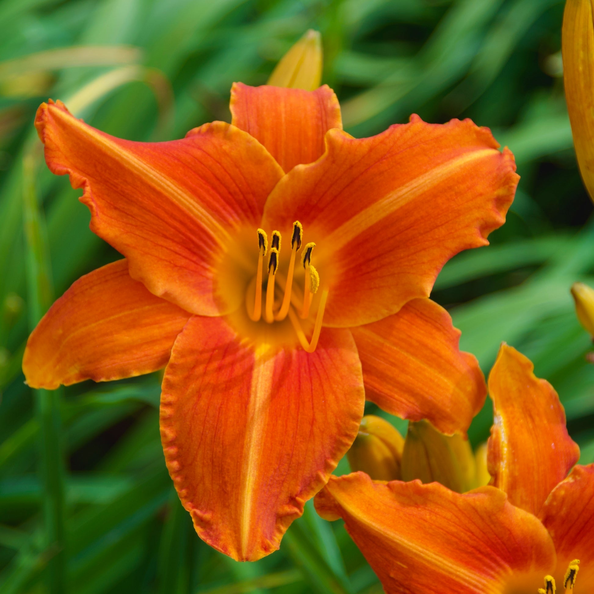 Hemerocallis 'Lady Lucille'