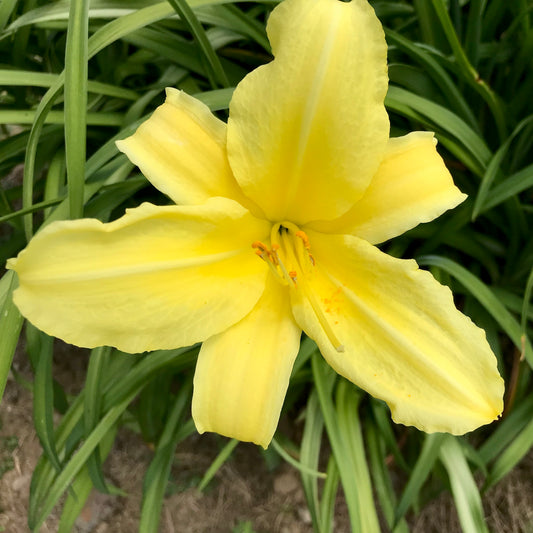 Hemerocallis 'Lemon Delight'