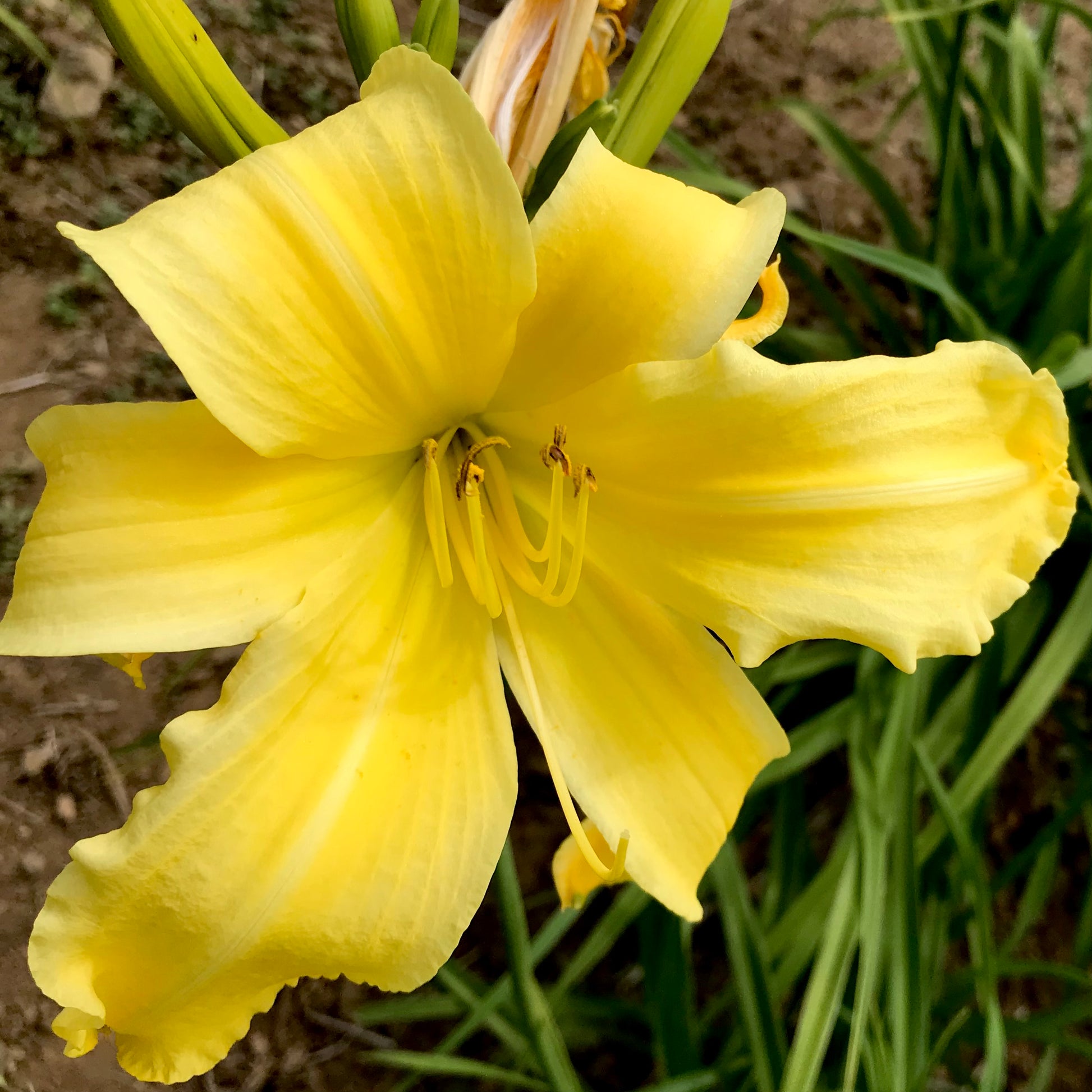 Hemerocallis  'Mint Tint'