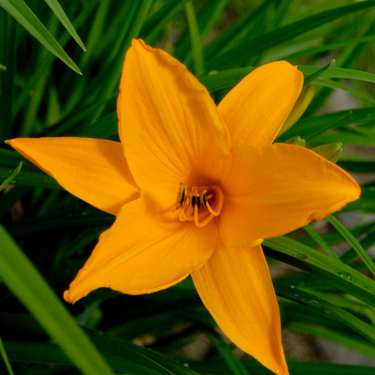 Hemerocallis  'Orange Prelude'