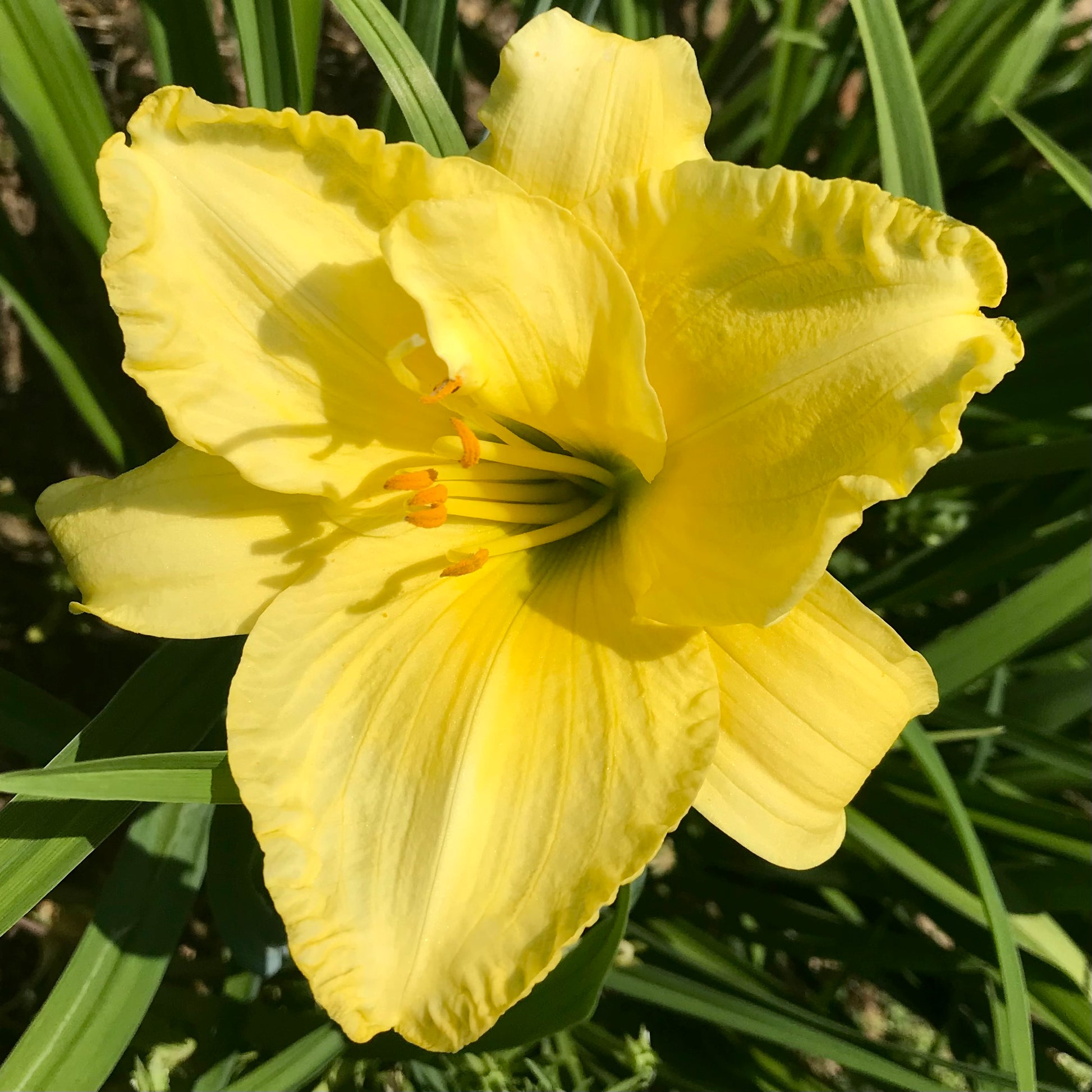 Hemerocallis  'Perennial Pleasure'