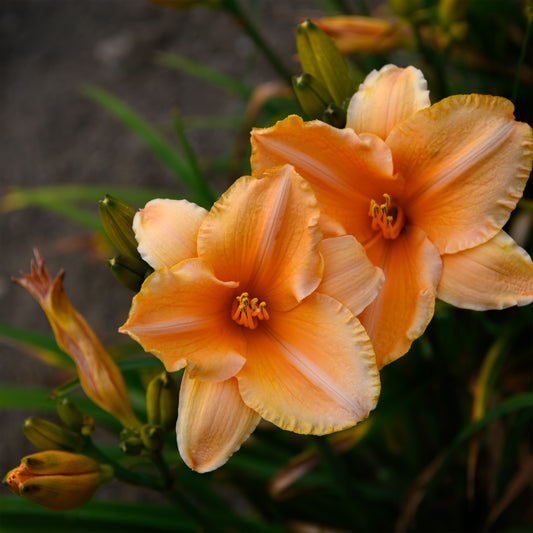 Hemerocallis 'Sombrero Way' (Daylily)