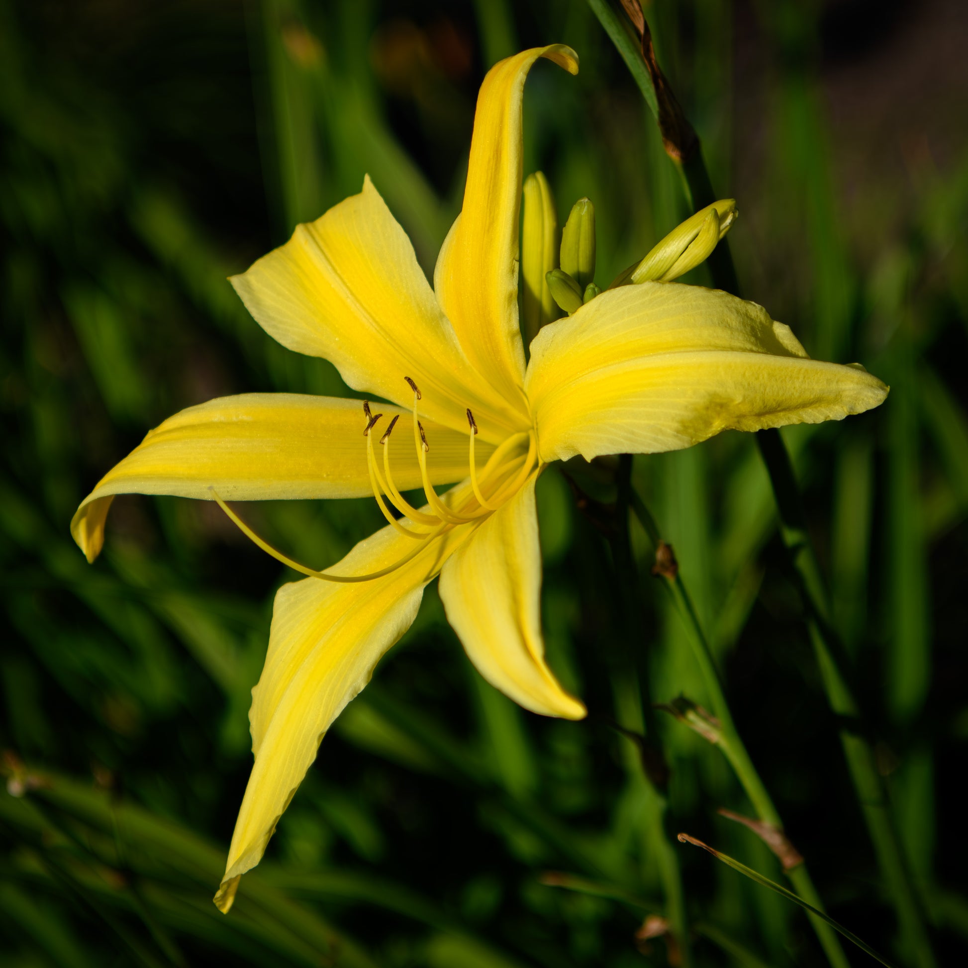 spider daylily plants Hemerocallis 'Spider Breeder' (Daylily)