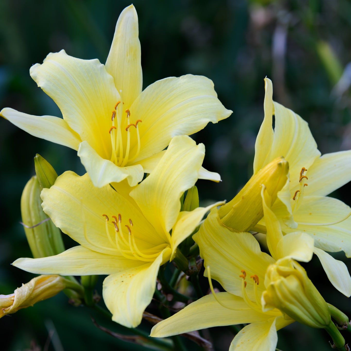 Hemerocallis 'Star Dream'