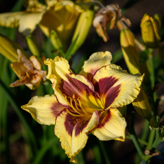 Hemerocallis 'Star of the North' (Daylily)
