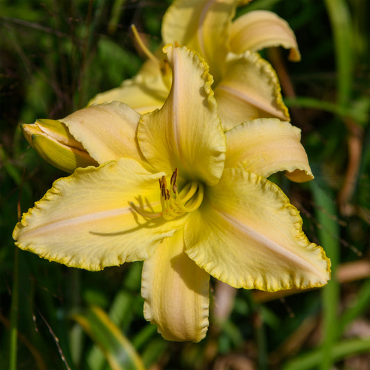 Hemerocallis 'Sunset Sonata'