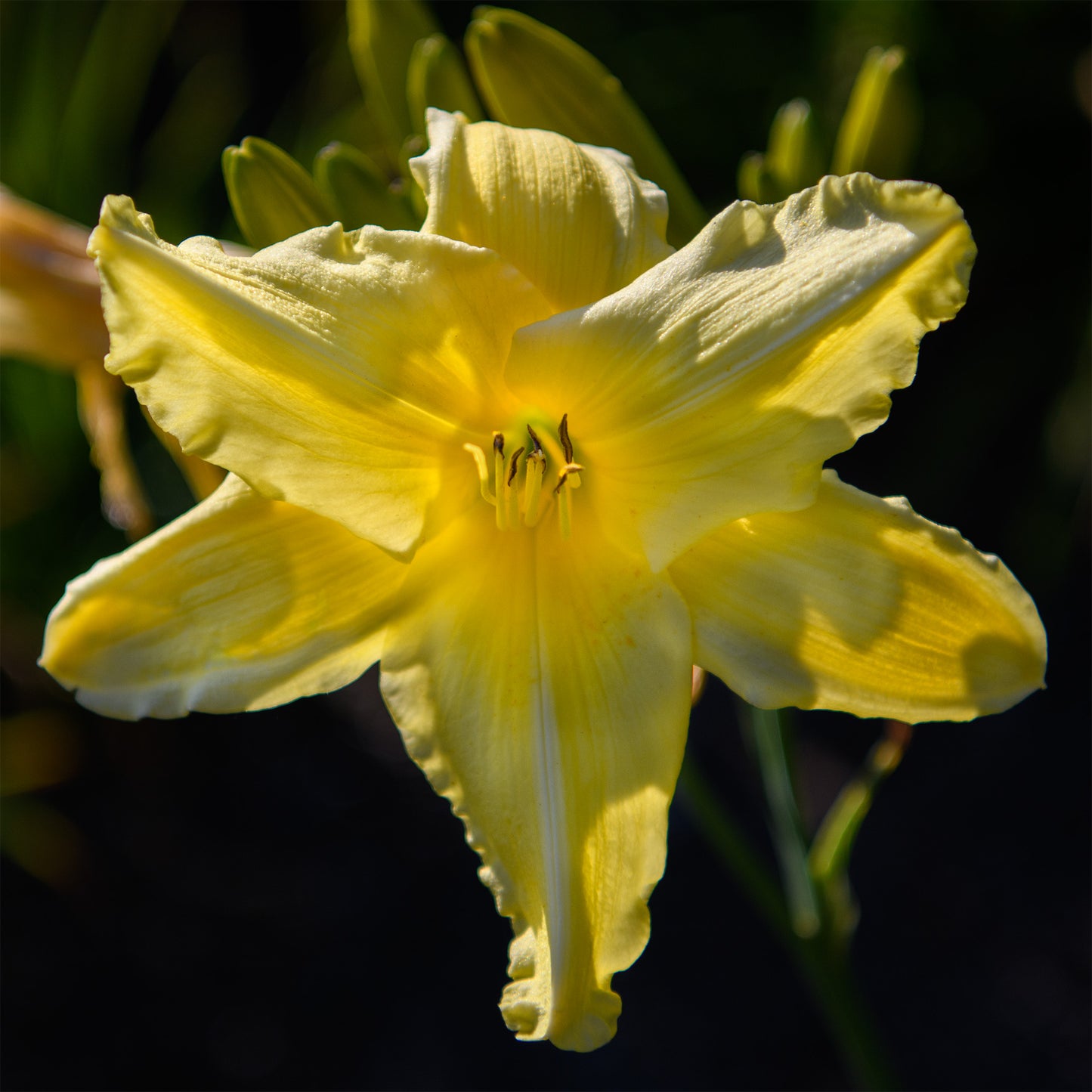 Hemerocallis 'Winning Ways' (Daylily)