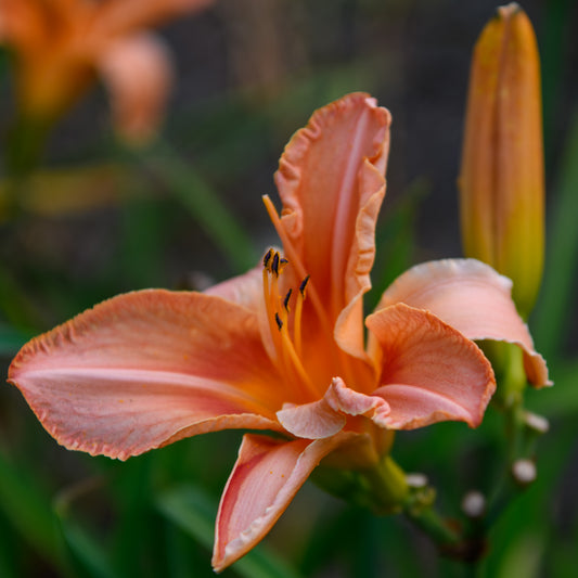 Hemerocallis 'T77-100'