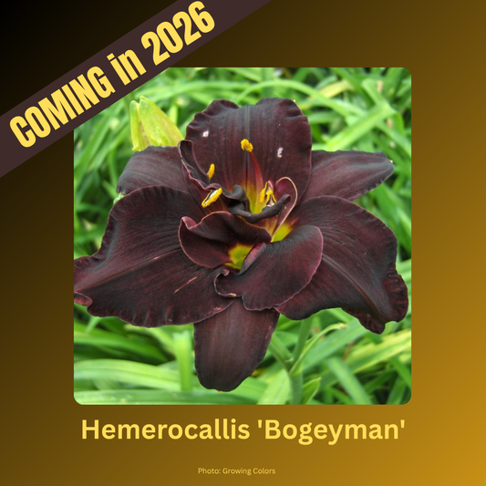Hemerocallis 'Bogeyman'