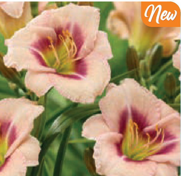 Hemerocallis 'Blueberry Vanilla' (Daylily)