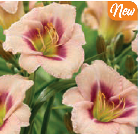 Hemerocallis 'Blueberry Vanilla' (Daylily)