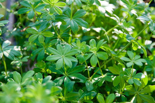 Galium odoratum (Sweet Woodruff)