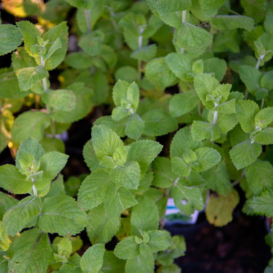 Mentha suaveolens 'Apple Mint'