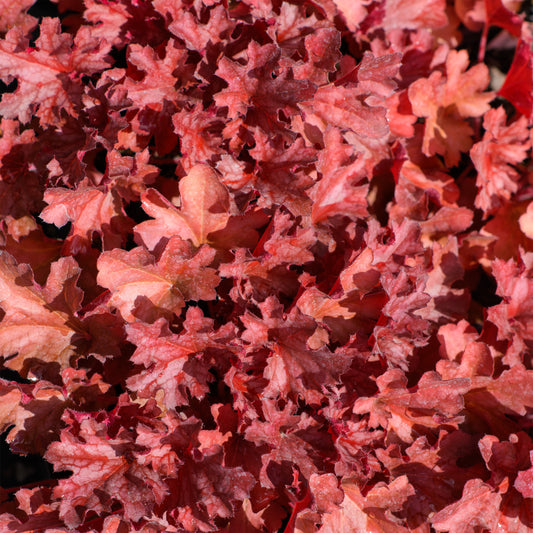 Heuchera x 'Ruby Tuesday' (Coral Bells)