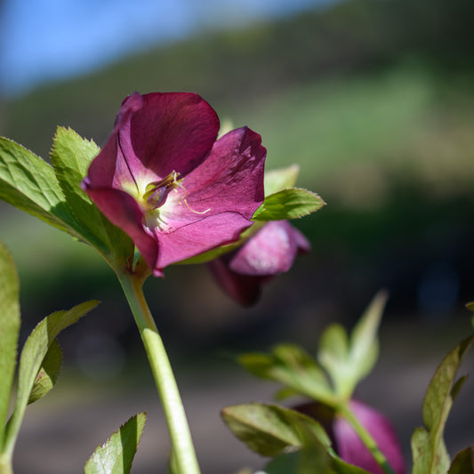 Helleborus x hybridus 'Rome in Red' (Lenten Rose)
