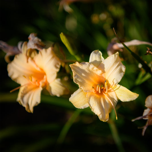 Hemerocallis 'Stella de Oro' (Daylily)