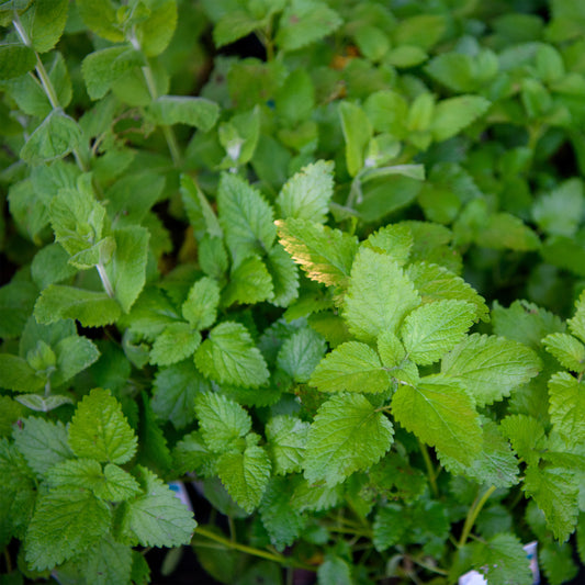 Melissa officinalis  (Lemon Balm)