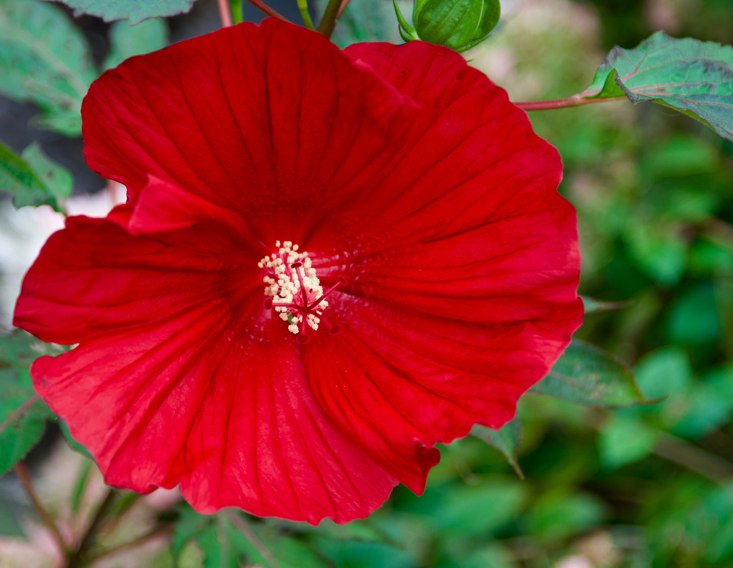 Hibiscus x malvaceae  'Midnight Marvel'