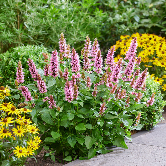 Agastache × hybrida ‘Beelicious® Pink’ (Anise Hyssop)
