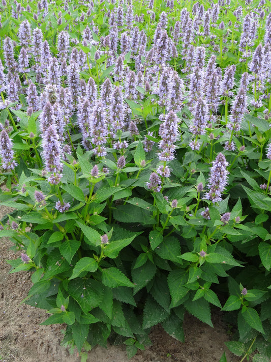 Agastache 'Blue Fortune' (Anise Hyssop)