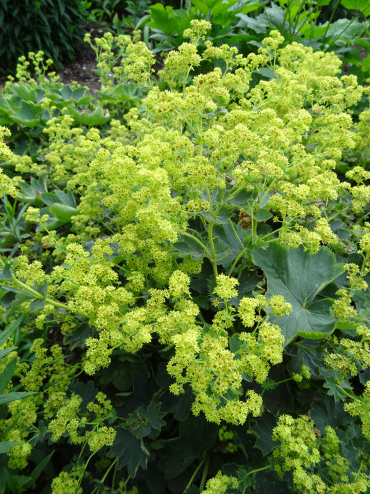 Alchemilla sericata 'Gold Strike' (Lady's Mantle)