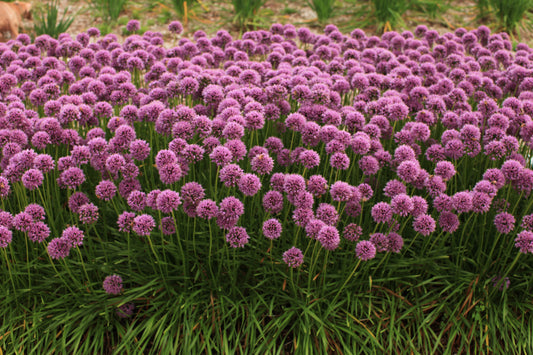 Allium 'Glitterbug® Bee's Knees®'