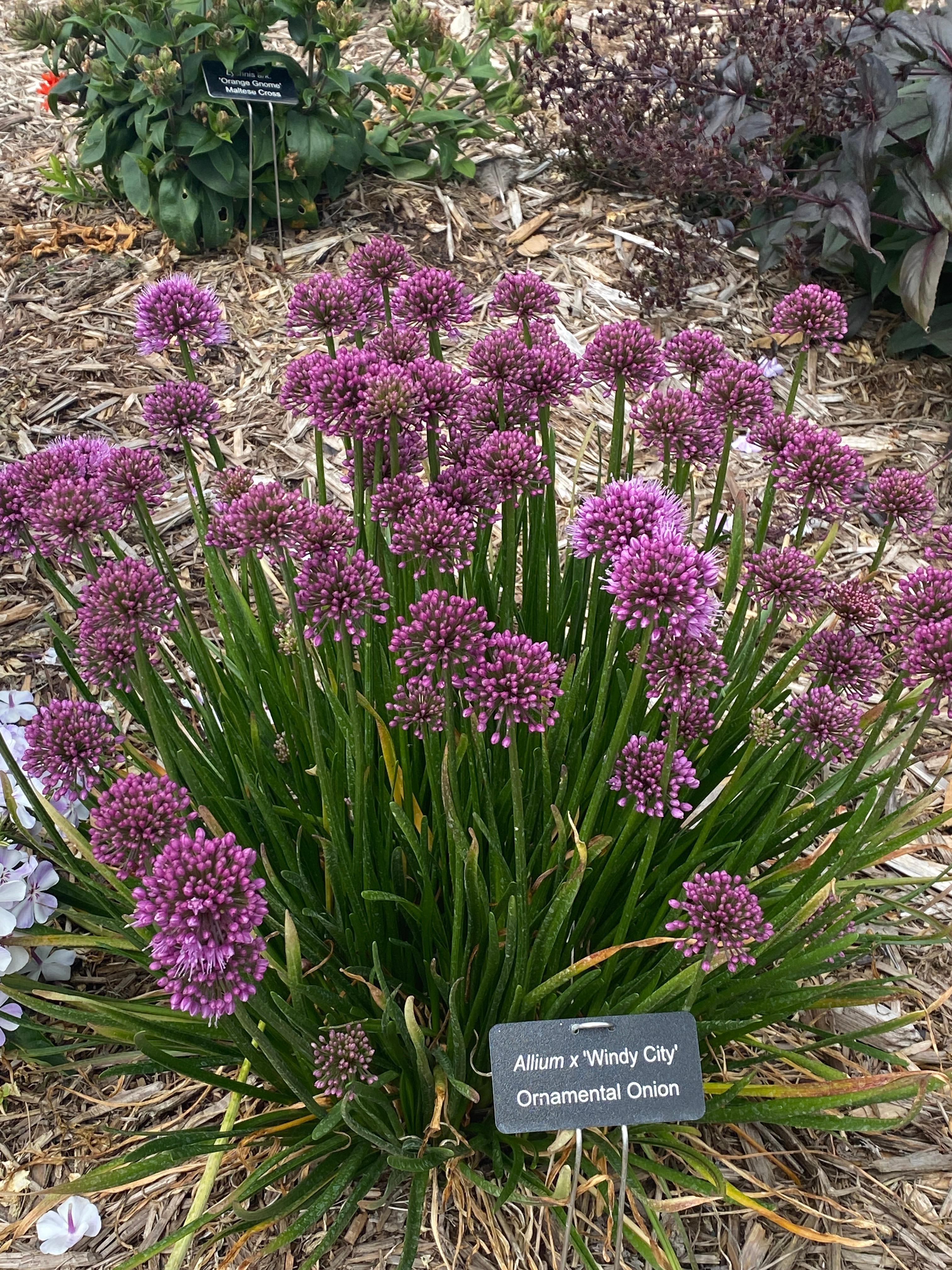 知多 allium様 HIRES-Allium-Windy-City.jpg?v=