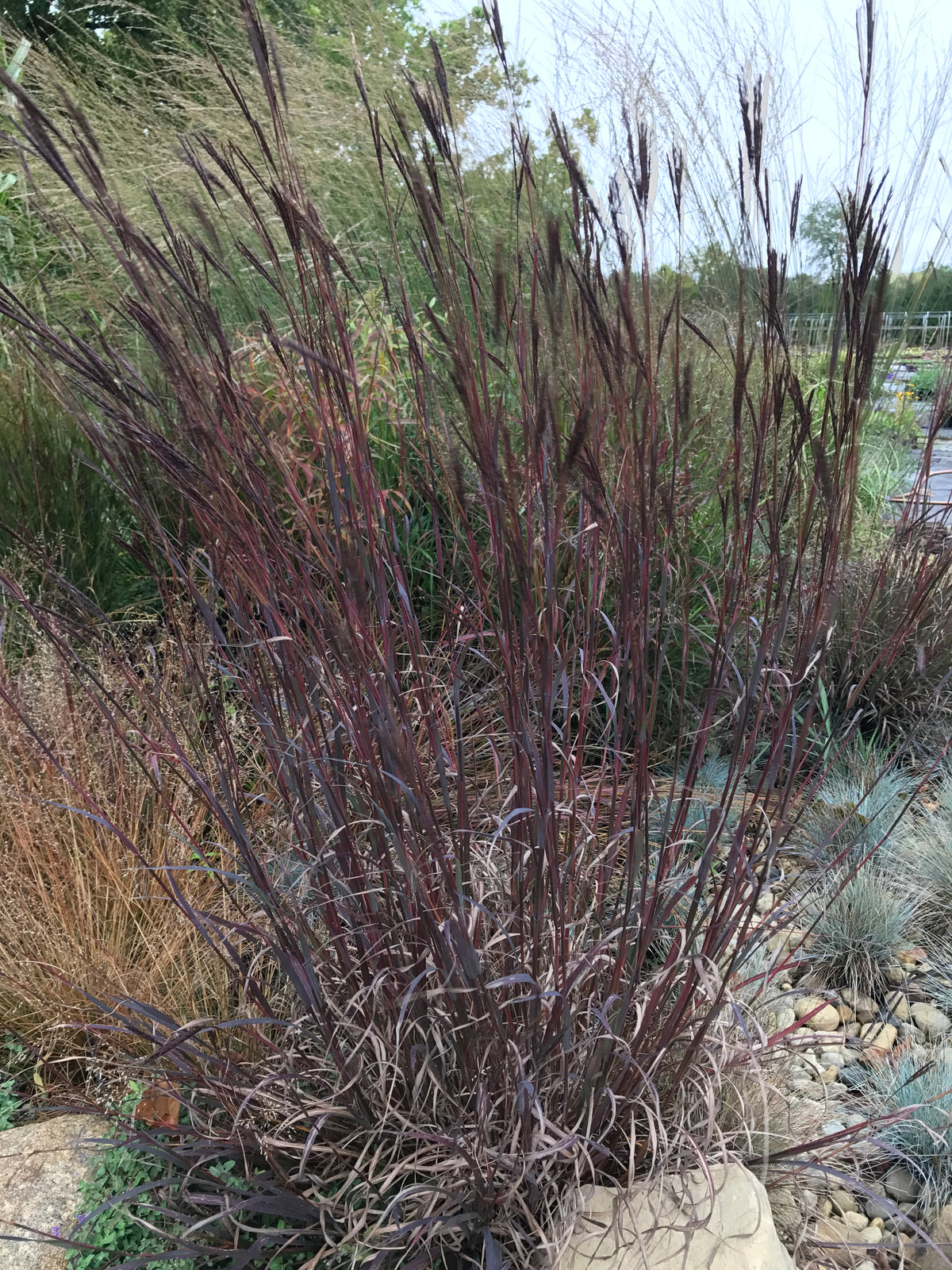 Andropogon gerardii 'Blackhawks' (Big Bluestem, Ornamental Grass)