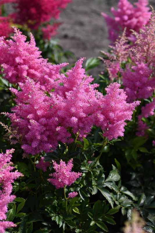 Astilbe x arendsii 'Music™ Honky Tonk’ (False Spirea)