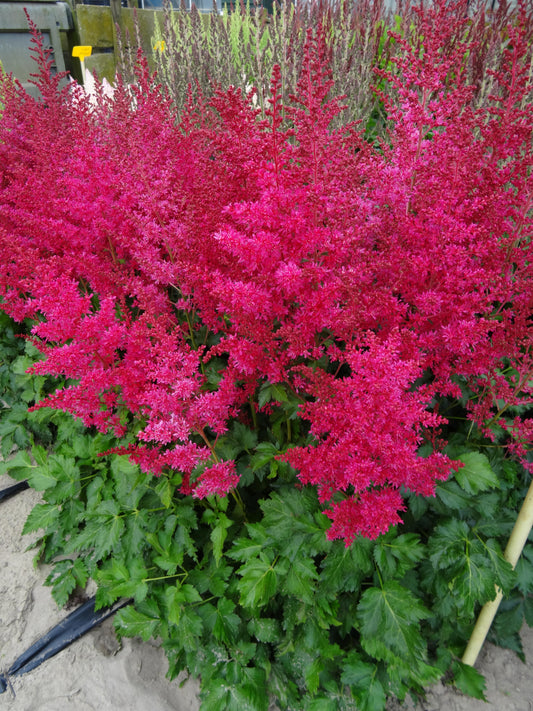 Astilbe x arendsii ‘Music™ Heavy Metal®’ (False Spirea)