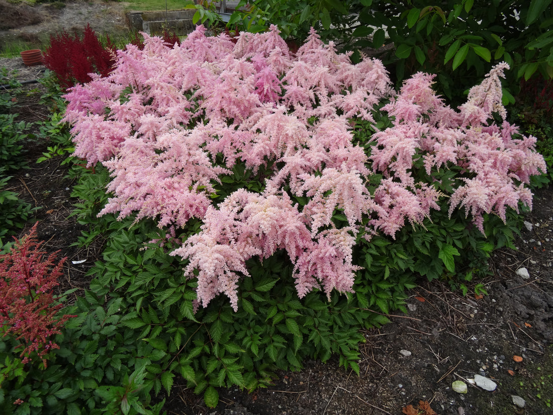 Astilbe chinensis 'Fireworks Pink' – Fieldstone Gardens Inc