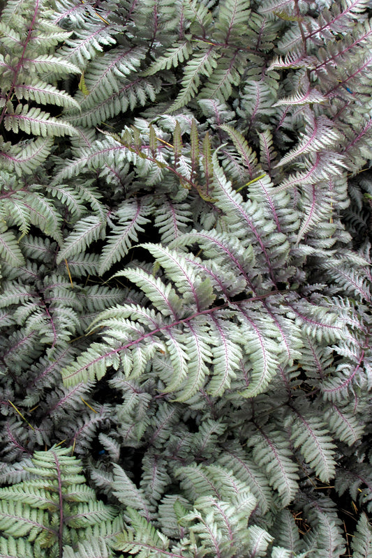 Athyrium niponicum 'Silver Falls'