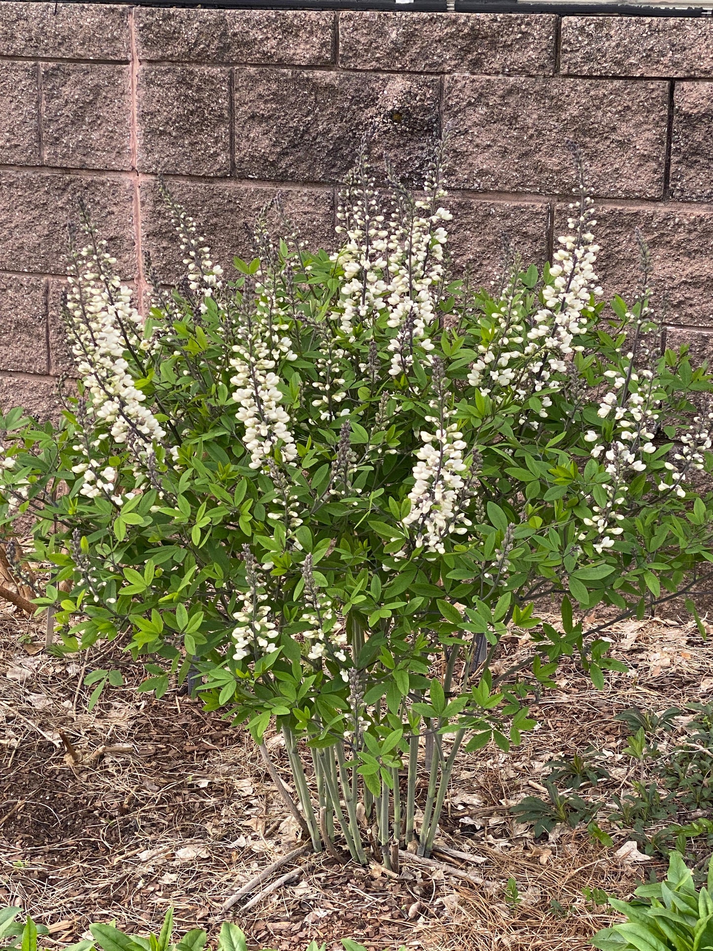 Baptisia alba (False Indigo)