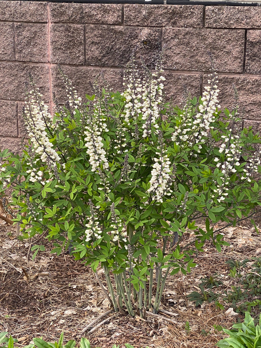 Baptisia alba (False Indigo)