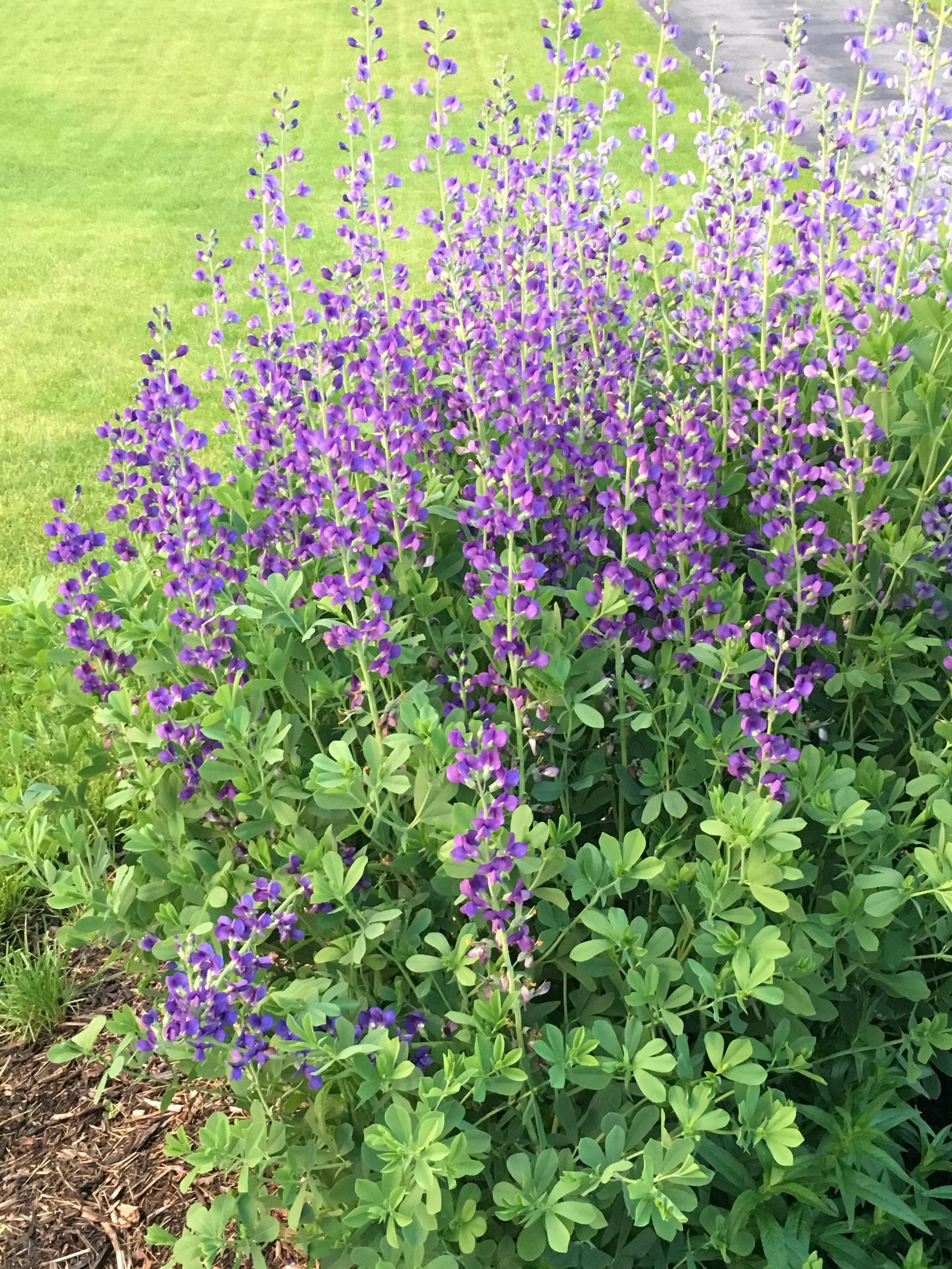 Baptisia Australis Fieldstone Gardens Inc baptisia-australis-fieldstone-gardens-inc