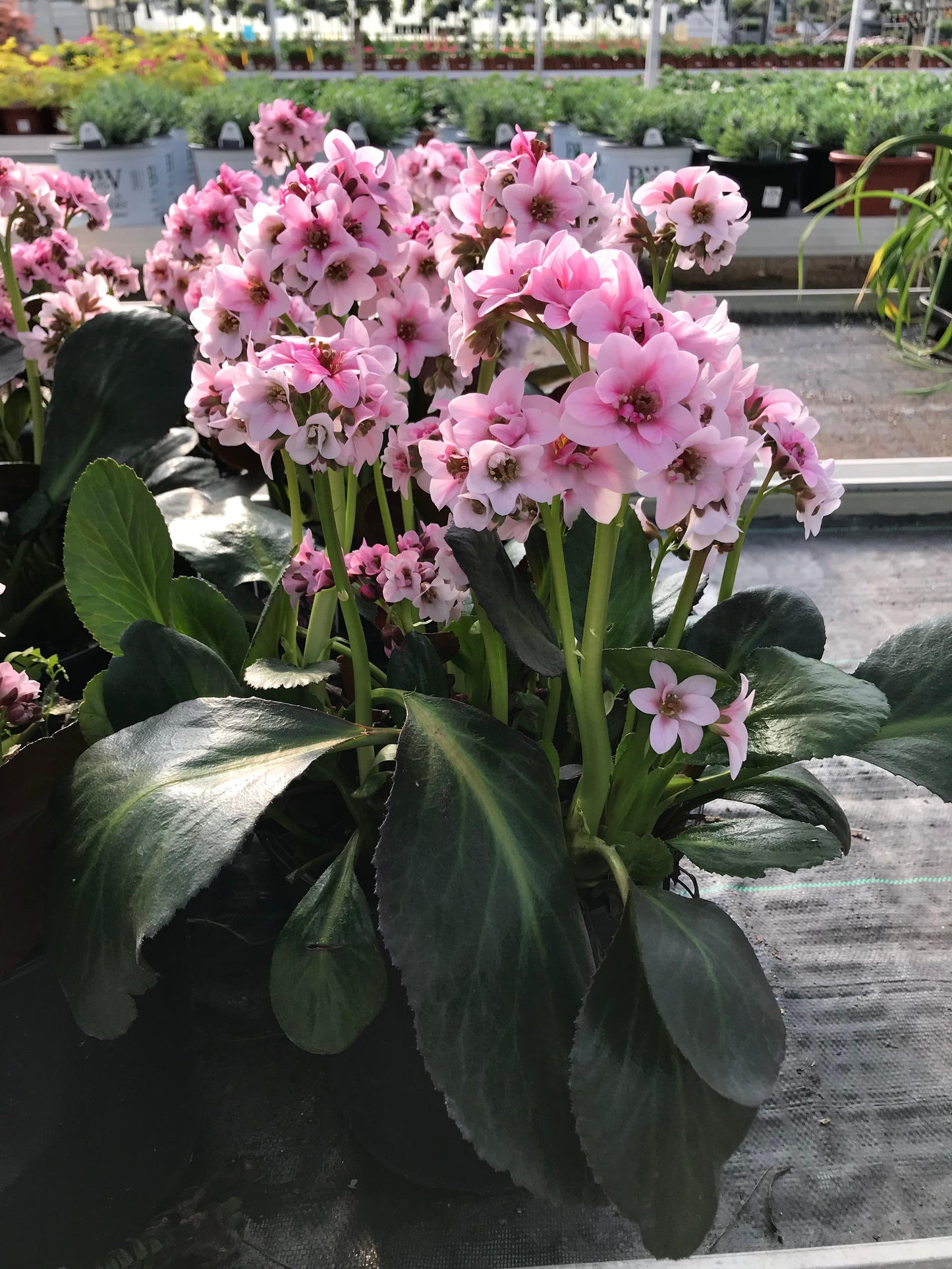 Bergenia x 'Dragonfly Sakura'