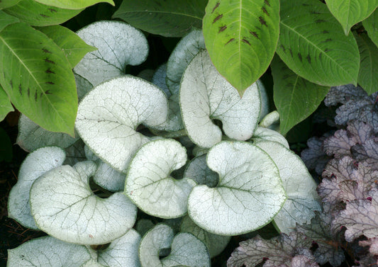 Brunnera macrophylla 'Looking Glass'