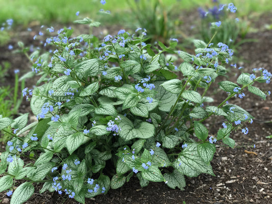 Brunnera macrophylla 'Sea Heart'