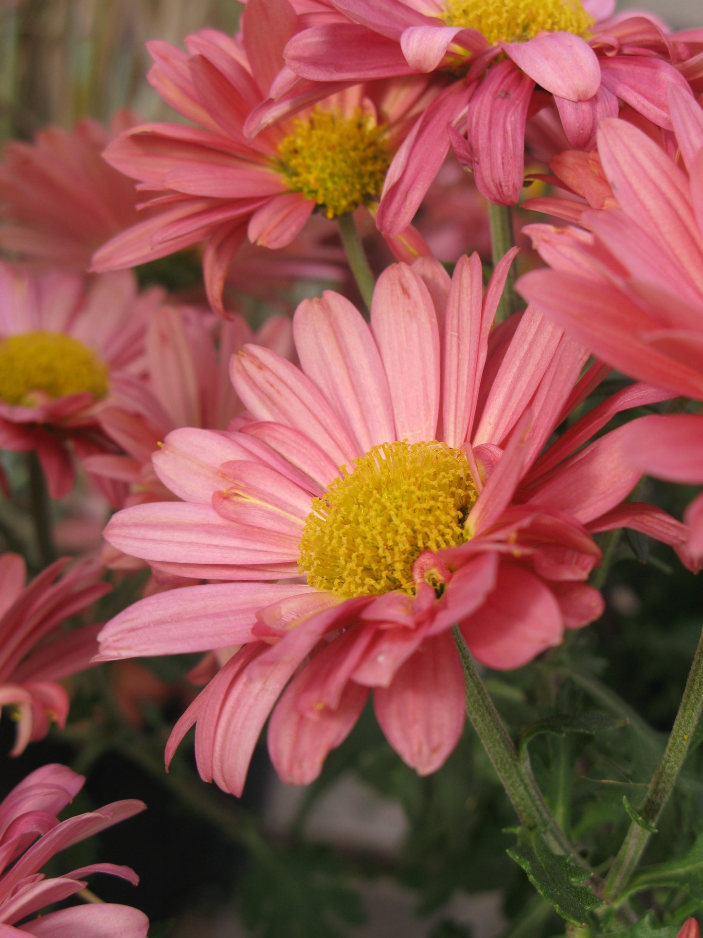 Chrysanthemum x morifolium 'Mammoth Coral Daisy'
