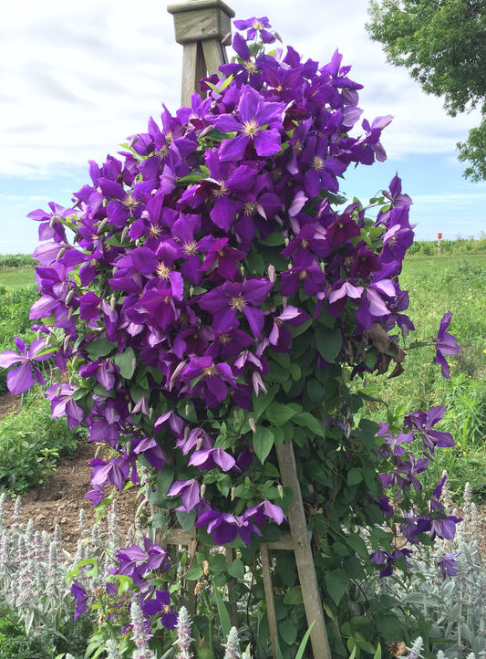 Clematis x hybrida 'Jackmanii'