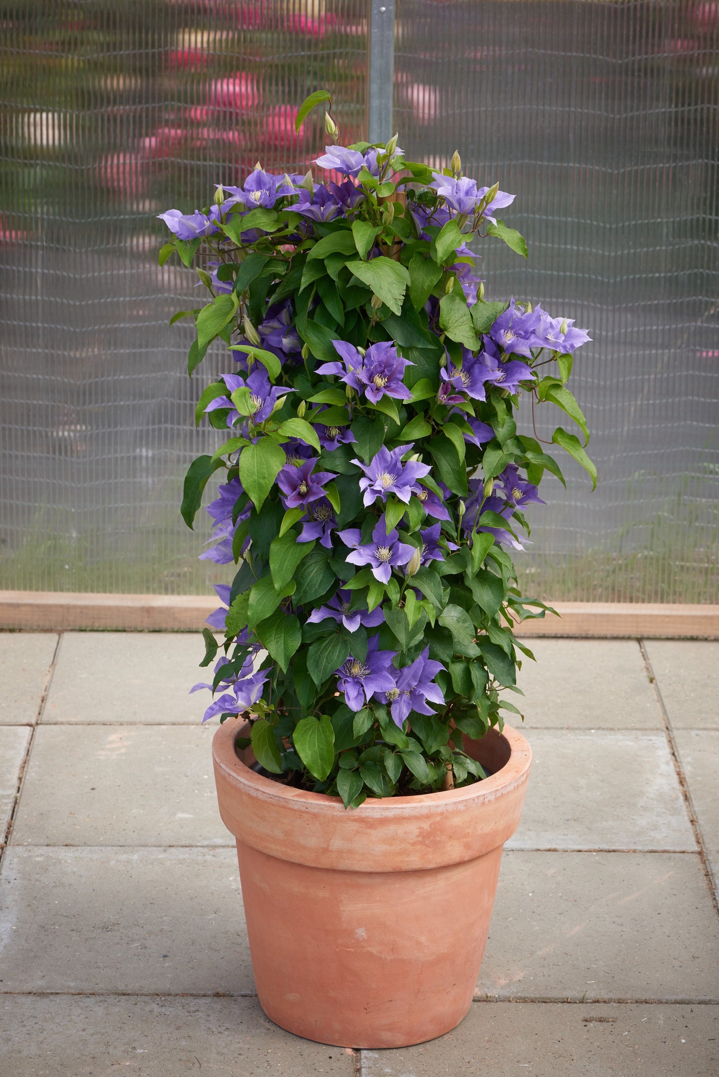 Clematis 'Olympia™'