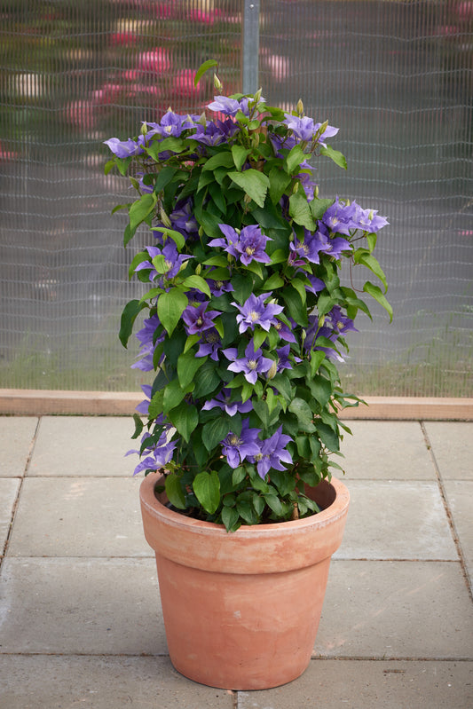 Clematis 'Olympia™'