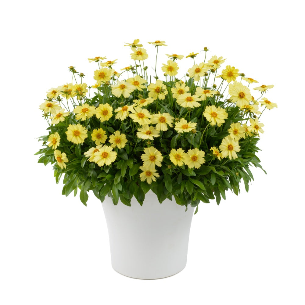 Coreopsis grandiflora 'Solanna™ Glow'