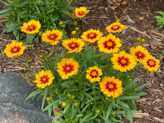 Coreopsis grandiflora 'Solanna™ Sunset Bright' (Tickseed)