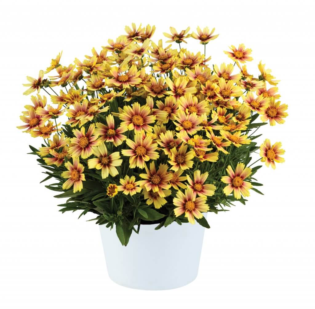 Coreopsis grandiflora ‘Solanna™ Sunset Burst’ (Tickseed)